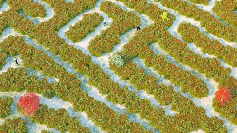 An overhead view of a maze of green shrubs on a sandy beach. Five people walk throughout the maze.